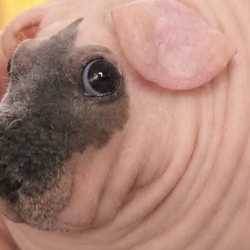 นก
